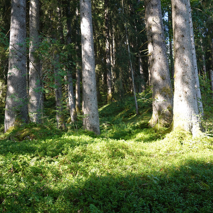 Nidwaldner Holz News Holzschlag Untertrueebsee